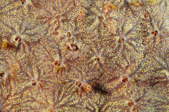 Clathria curacaoensis
