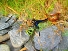 Hephaestion pallidicornis