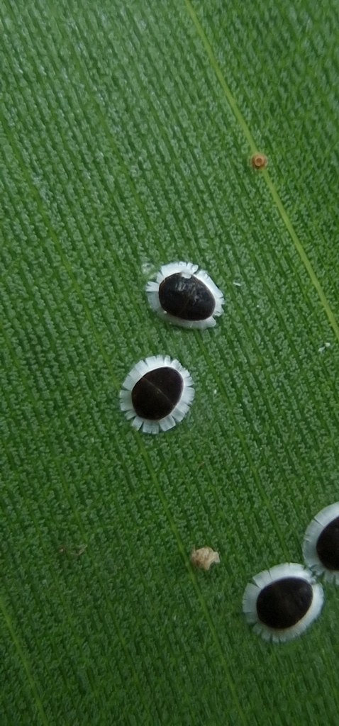 Orchid Aphid