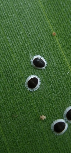 Orchid Aphid