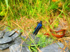 Hephaestion pallidicornis