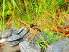 Hephaestion pallidicornis