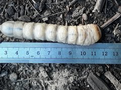 Acanthinodera cumingii