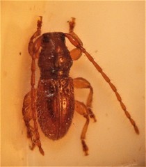 Microlamia pygmaea