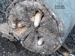 Acanthinodera cumingii