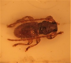 Microlamia pygmaea