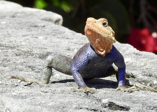 Peters's Rock Agama, Vizcaya Museum & Gardens, Miami, FL, US, photo 8 of 10
