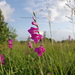 Gladiolus imbricatus - Photo (c) kriimurohelisedsilmad (off for while),  זכויות יוצרים חלקיות (CC BY-SA)