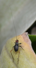 Trigonidium erythrocephalum