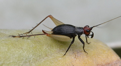 Trigonidium erythrocephalum