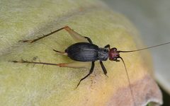 Trigonidium erythrocephalum