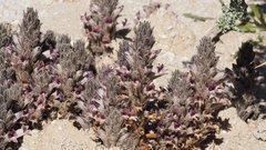 Aphyllon cooperi cooperi