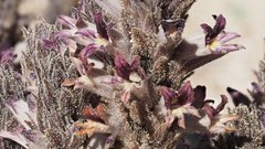 Aphyllon cooperi cooperi