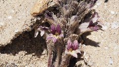 Aphyllon cooperi cooperi