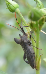 Elasmopoda