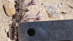 Aphyllon cooperi cooperi