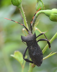 Elasmopoda