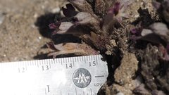 Aphyllon cooperi cooperi