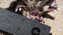Aphyllon cooperi cooperi