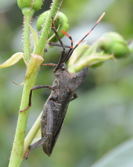 Elasmopoda