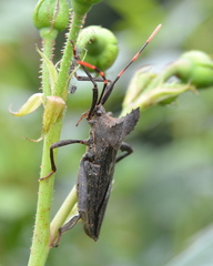 Elasmopoda