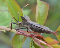 Elasmopoda