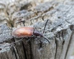 Metriolagria affinis