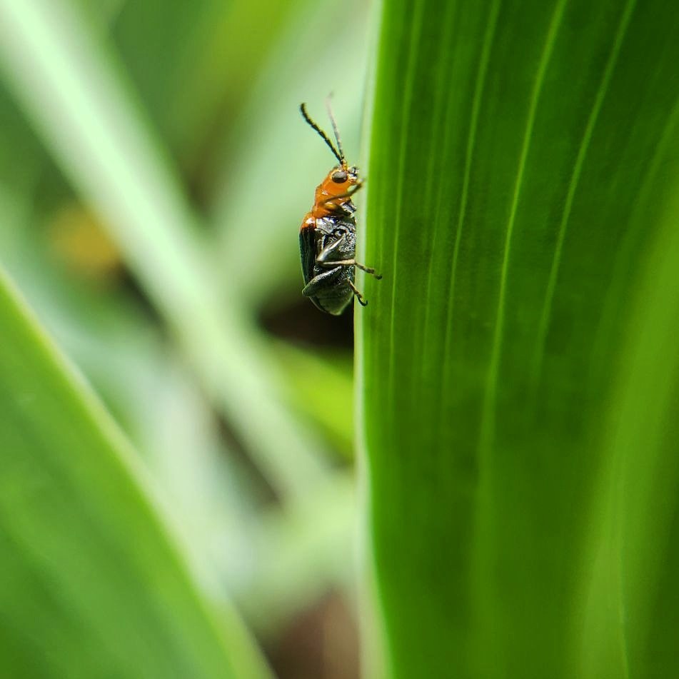 Neolema porcata