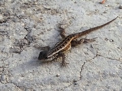 Sceloporus teapensis