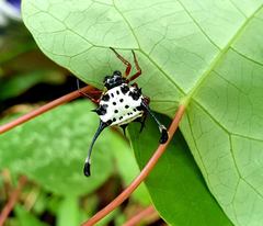 Gasteracantha janopol