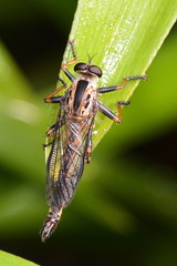 Synolcus dubius