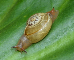 Sheldonia