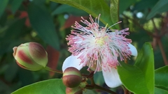 Tetracera indica