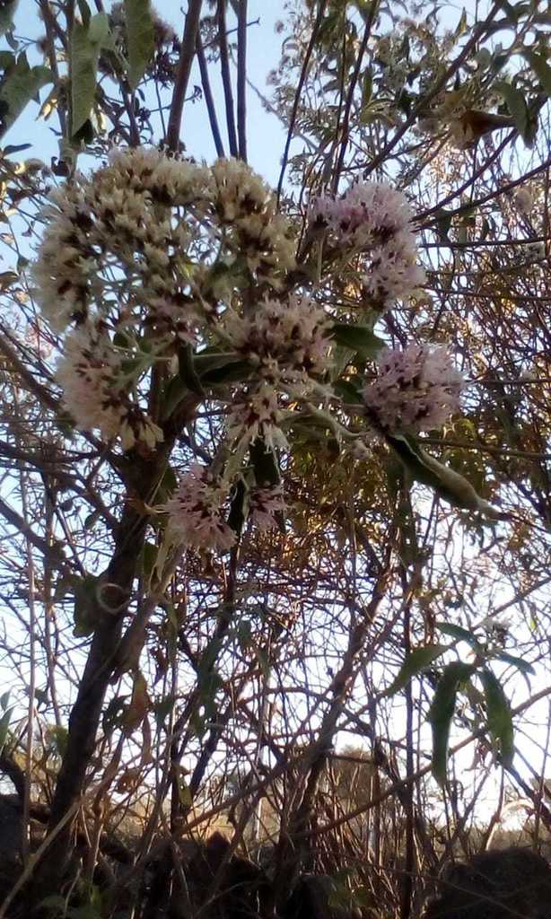Eremosis tomentosa