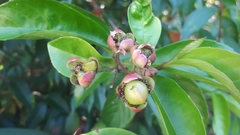 Tetracera indica
