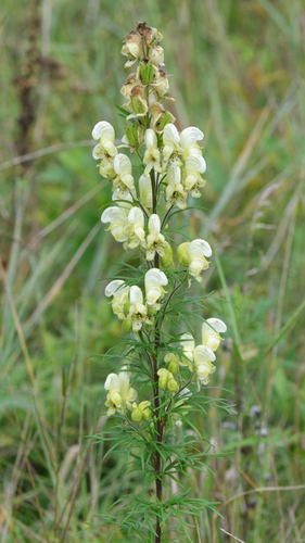 Yellow monkshood (Aconitum anthora)