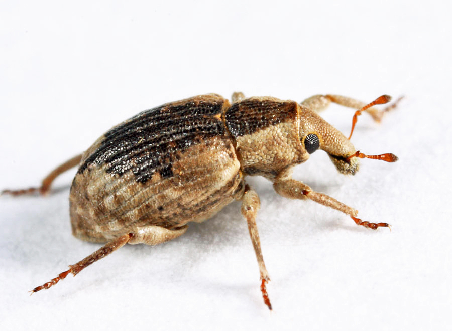 Rice Water Weevil from Groton, MA, USA on September 12, 2013 at 09:14 ...