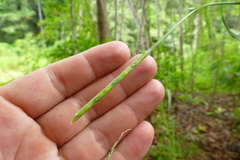 Rottboellia cochinchinensis