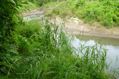 Rottboellia cochinchinensis