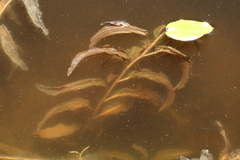 Potamogeton tricarinatus