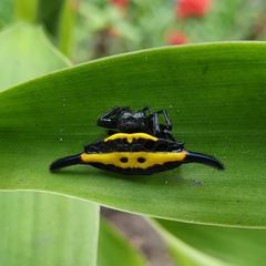 Gasteracantha parangdiadesmia