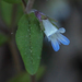 Small-flowered Blue-eyed Mary - Photo (c) Rob Routledge, some rights reserved (CC BY-NC), uploaded by Rob Routledge