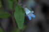Small-flowered Blue-eyed Mary - Photo (c) Rob Routledge, some rights reserved (CC BY-NC), uploaded by Rob Routledge