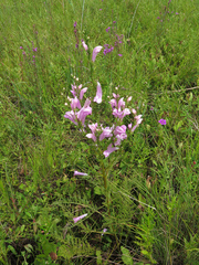Pedicularis grandiflora