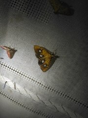 Nosophora semitritalis