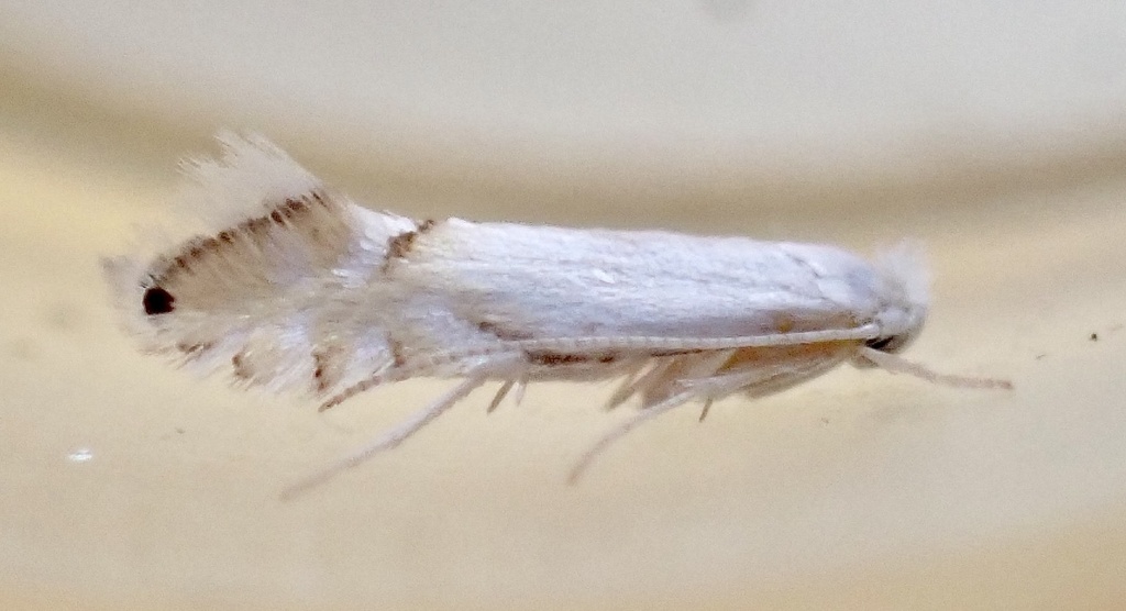 Phyllonorycter clemensella