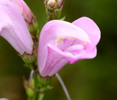 Pedicularis grandiflora