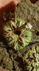 Ricciaceae