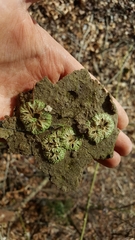 Ricciaceae