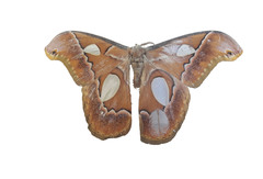 Rothschildia aricia